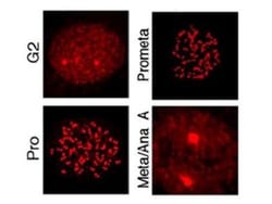MLF1 Interacting Protein, p Thr78 Antibody, Novus Biologicals 0.1mg; Unlabeled:Antibodies,