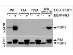 MLF1 Interacting Protein, p Thr78 Antibody, Novus Biologicals 0.1mg; Unlabeled:Antibodies,
