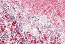 MLF1 Interacting Protein Antibody - N-terminal, Novus Biologicals 0.1mg;