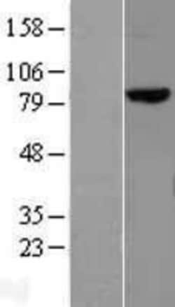 Novus Biologicals&trade;&nbsp;MLH1 Overexpression Lysate