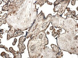 MMP-10 Antibody (MM0024-9G10) - Azide and BSA Free, Novus Biologicals 0.1