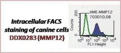 MMP-12 Antibody (703D10), Novus Biologicals 0.1mg; Unlabeled:Antibodies,