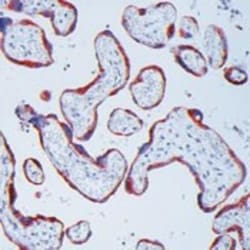 MMP-13 Antibody (VIIIA2), Novus Biologicals 0.5mL; Unlabeled:Antibodies,