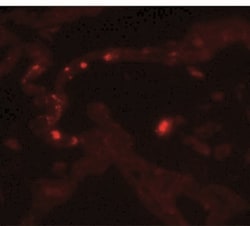 MMP-9 Antibody - BSA Free, Novus Biologicals 0.025 mg, Unlabeled:Antibodies,
