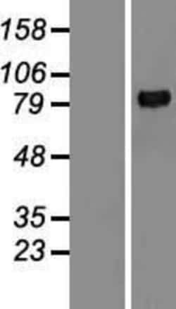 Novus Biologicals™ MMP-9 Overexpression Lysate