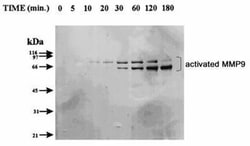MMP-9 Antibody (4A3), Novus Biologicals:Antibodies:Primary Antibodies