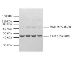 MMP-9 Antibody - BSA Free, Novus Biologicals:Antibodies:Primary Antibodies