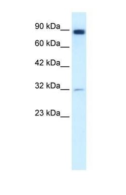 MMP-9 Antibody - BSA Free, Novus Biologicals 0.025 mg, Unconjugated:Antibodies,