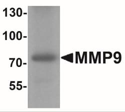 MMP-9 Antibody - BSA Free, Novus Biologicals 0.025 mg, Unlabeled:Antibodies,