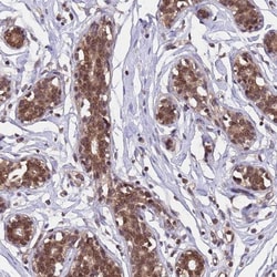 MMTAG2 Antibody, Novus Biologicals 25 &mu;L | Buy Online | Novus Biologicals | Fisher Scientific
