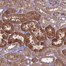MNAB Antibody, Novus Biologicals 25 &mu;L, Unlabeled:Antibodies, Polyclonal