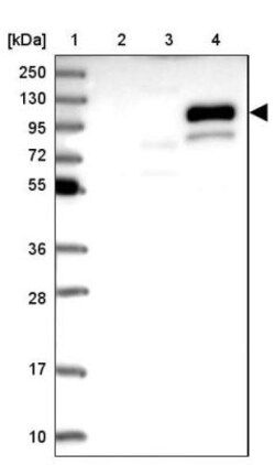 MNAB Antibody, Novus Biologicals 25 &mu;L, Unlabeled:Antibodies, Polyclonal
