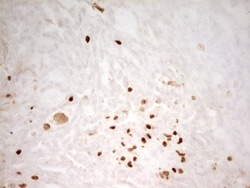 MNDA Antibody (OTI4H6), Novus Biologicals 0.1mL; Unlabeled:Antibodies,