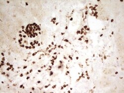 MNDA Antibody (OTI4H6), Novus Biologicals 0.1mL; Unlabeled:Antibodies,