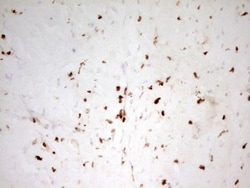 MNDA Antibody (OTI4H6), Novus Biologicals 0.1mL; Unlabeled:Antibodies,