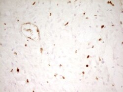 MNDA Antibody (OTI4H6), Novus Biologicals 0.1mL; Unlabeled:Antibodies,