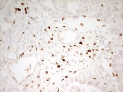 MNDA Antibody (OTI4H6), Novus Biologicals 0.1mL; Unlabeled:Antibodies,