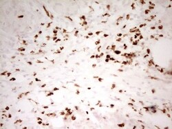 MNDA Antibody (OTI4H6), Novus Biologicals 0.1mL; Unlabeled:Antibodies,