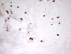 MNDA Antibody (OTI4H6), Novus Biologicals 0.1mL; Unlabeled:Antibodies,