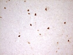 MNDA Antibody (OTI4H6), Novus Biologicals 0.1mL; Unlabeled:Antibodies,