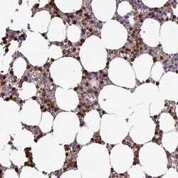 MNF1 Antibody, Novus Biologicals:Antibodies:Primary Antibodies