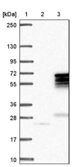 MNS1 Antibody, Novus Biologicals:Antibodies:Primary Antibodies