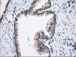 MOB4A Antibody (OTI3G9), Novus Biologicals 0.1mL; Unlabeled:Antibodies,