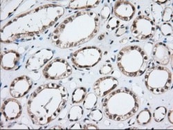 MOB4A Antibody (OTI3G9), Novus Biologicals 0.1mL; Unlabeled:Antibodies,