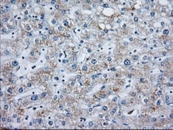 MOB4A Antibody (OTI3G9), Novus Biologicals 0.1mL; Unlabeled:Antibodies,