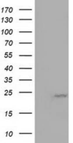 MOB4A Antibody (OTI3G9), Novus Biologicals 0.1mL; Unlabeled:Antibodies,