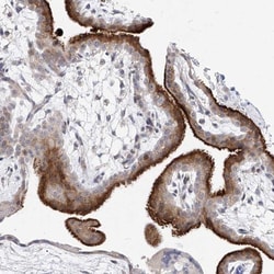 MOBP Antibody, Novus Biologicals 25 &mu;L; Unlabeled:Antibodies, Polyclonal