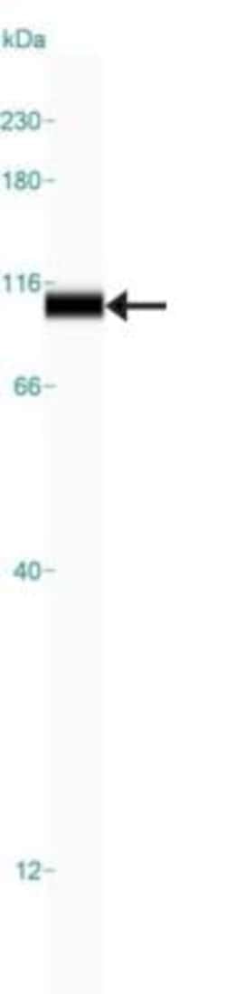 MOCOS Antibody, Novus Biologicals:Antibodies:Primary Antibodies