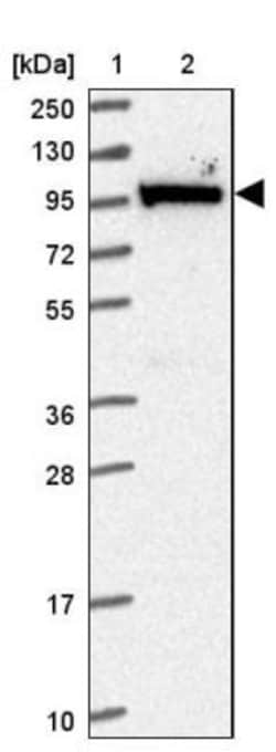 MOCOS Antibody, Novus Biologicals:Antibodies:Primary Antibodies