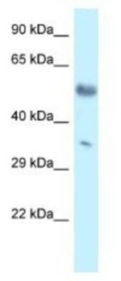 Mohawk homeobox Antibody, Novus Biologicals:Antibodies:Primary Antibodies