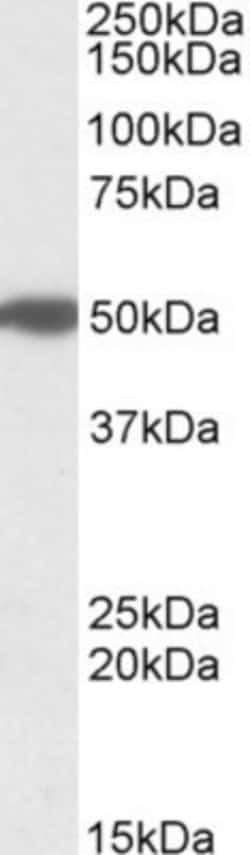 MON1A Antibody, Novus Biologicals 0.1mg; Unlabeled:Antibodies, Polyclonal