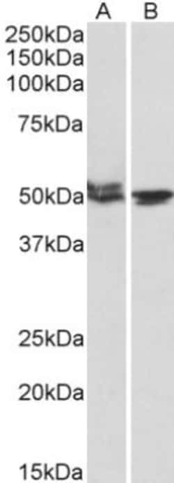 MON1A Antibody, Novus Biologicals 0.1mg; Unlabeled:Antibodies, Polyclonal