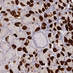 MON2 Antibody, Novus Biologicals 0.1mL; Unlabeled:Antibodies, Polyclonal