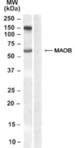 Monoamine Oxidase B Antibody, Novus Biologicals 0.1mg; Unlabeled:Antibodies,