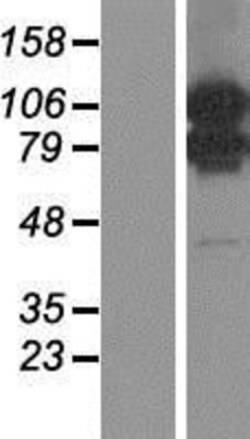 Novus Biologicals™ MORC1 Overexpression Lysate