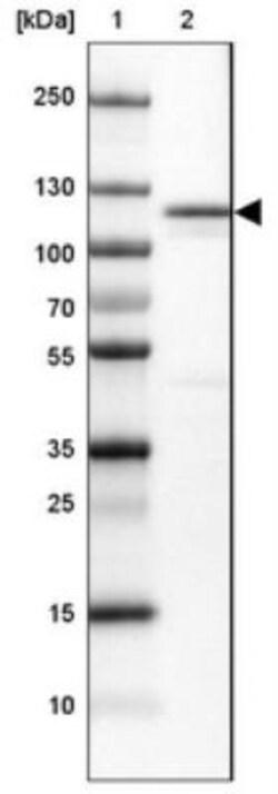MORC4 Antibody, Novus Biologicals:Antibodies:Primary Antibodies