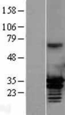 Novus Biologicals™ MORF4L2 Overexpression Lysate