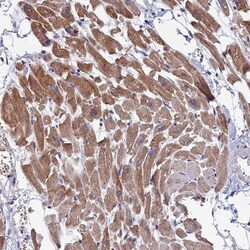Morg1 Antibody, Novus Biologicals 25 &mu;L, Unconjugated:Antibodies, Polyclonal