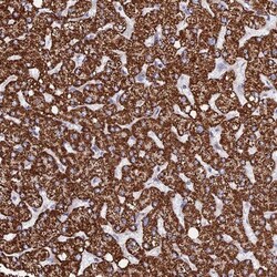 Morg1 Antibody, Novus Biologicals 25 &mu;L | Buy Online | Novus Biologicals | Fisher Scientific