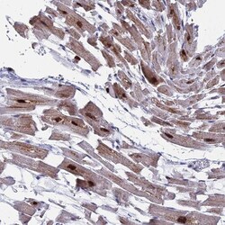 Morg1 Antibody, Novus Biologicals 25 &mu;L | Buy Online | Novus Biologicals | Fisher Scientific