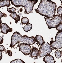 MORN3 Antibody, Novus Biologicals:Antibodies:Primary Antibodies