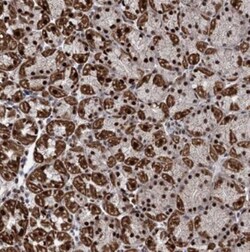 MORN3 Antibody, Novus Biologicals 0.1mL; Unlabeled:Antibodies, Polyclonal