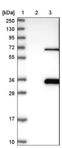 MORN3 Antibody, Novus Biologicals:Antibodies:Primary Antibodies