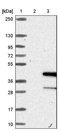 MOS Antibody, Novus Biologicals:Antibodies:Primary Antibodies
