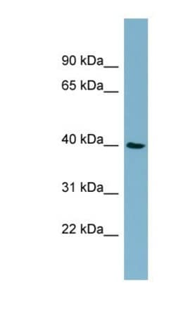 MOS Antibody, Novus Biologicals 100&mu;L; Unlabeled:Antibodies, Polyclonal