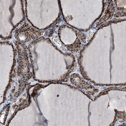 MOSC1 Antibody, Novus Biologicals:Antibodies:Primary Antibodies